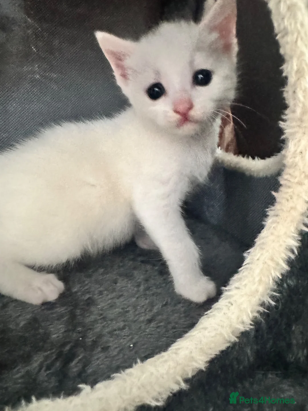Mixed Breed cats for sale: 4 white kittens available soon  - Advert 2