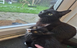Domestic Shorthair cats for sale: Male & Female Kitten 12 WEEKS OLD - Image 8