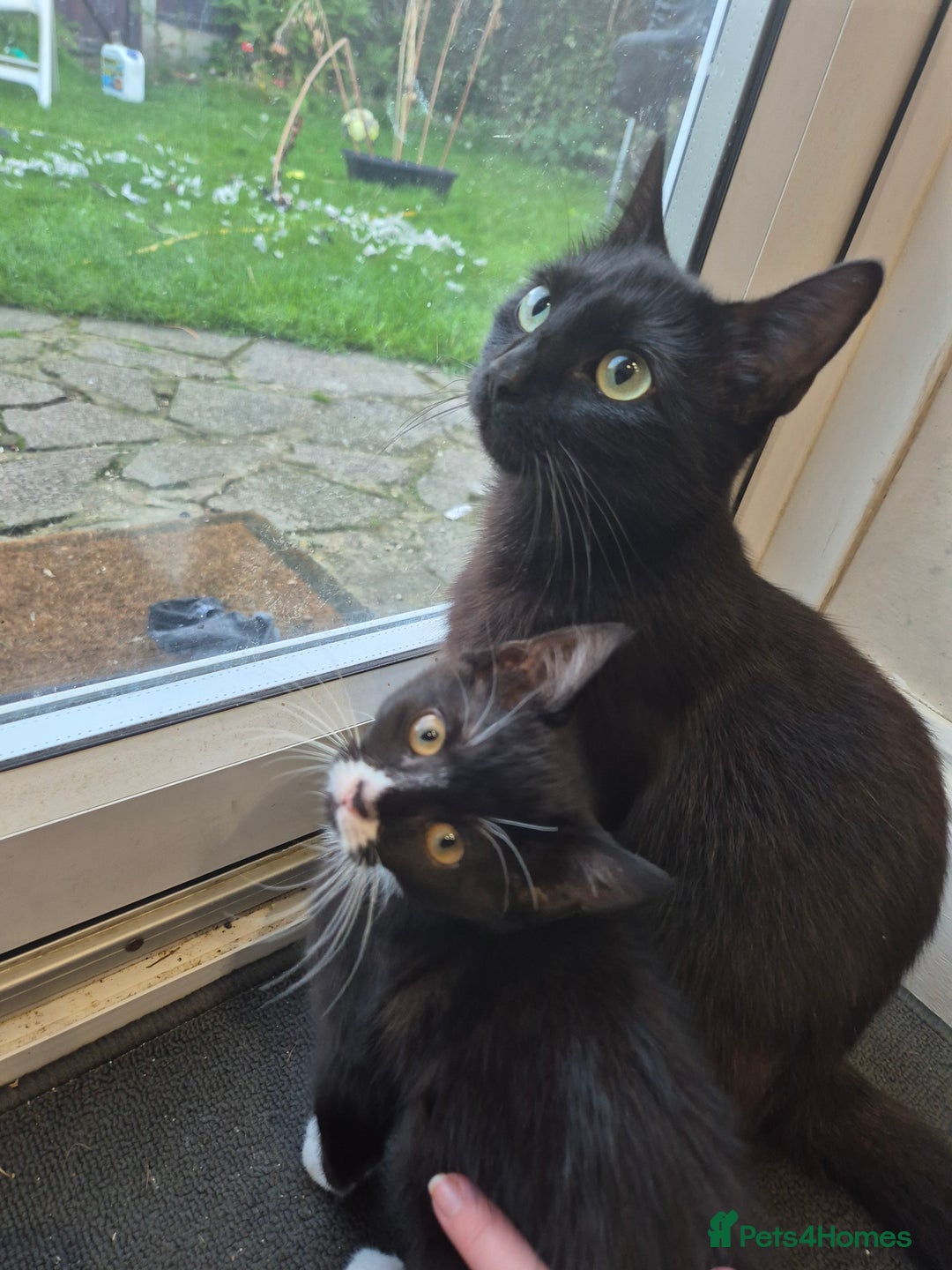 Domestic Shorthair cats for sale: Male & Female Kitten 12 WEEKS OLD - Image 8