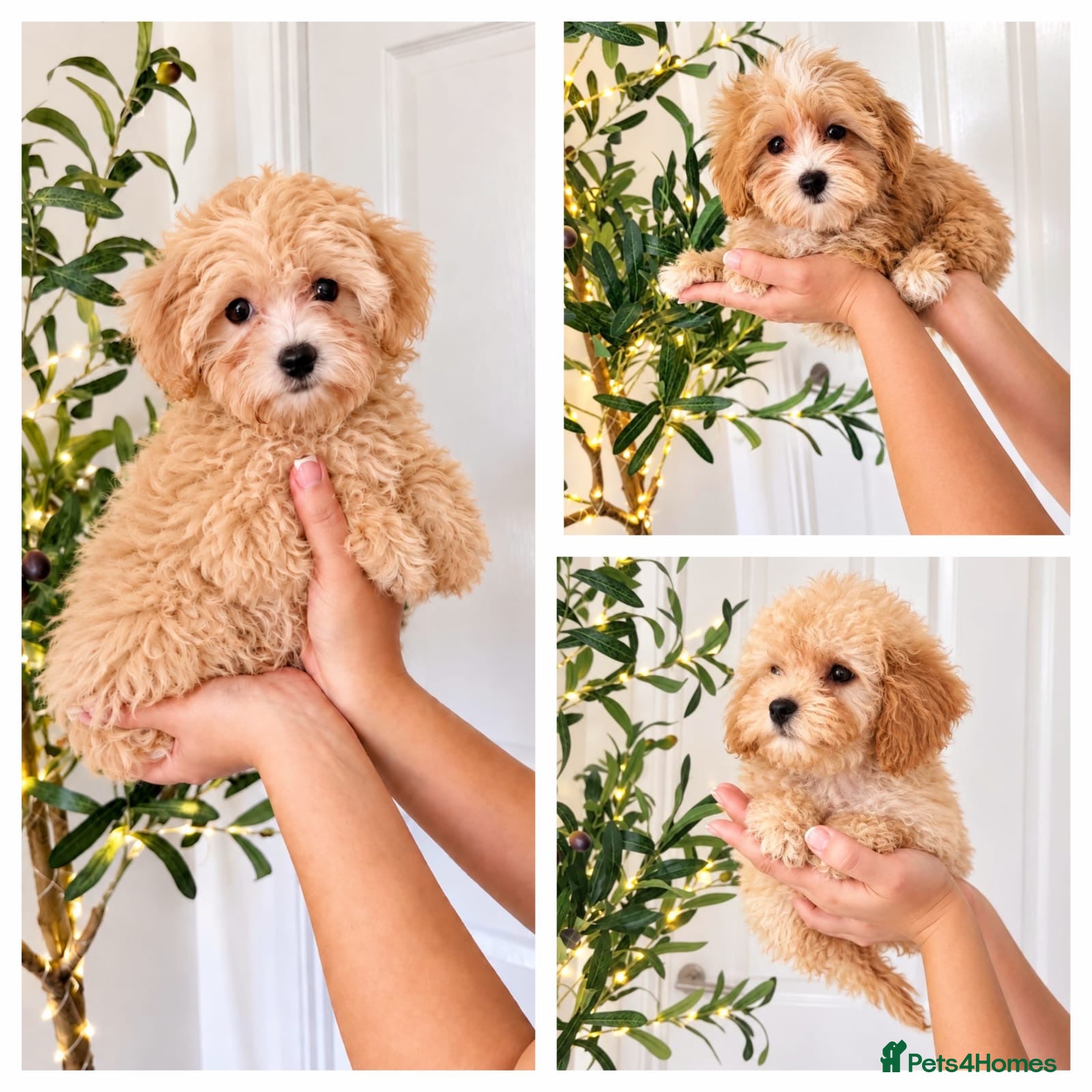 Maltipoo dogs Beautiful Asian maltipoo puppies  - Advert 1