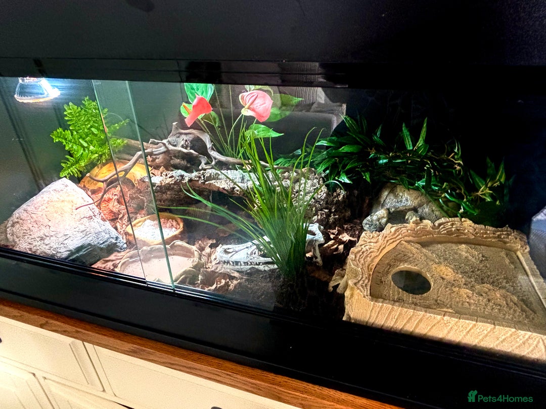 Leopard Gecko reptiles for sale: Zorro Bandit leopard gecko + set up - Advert 4