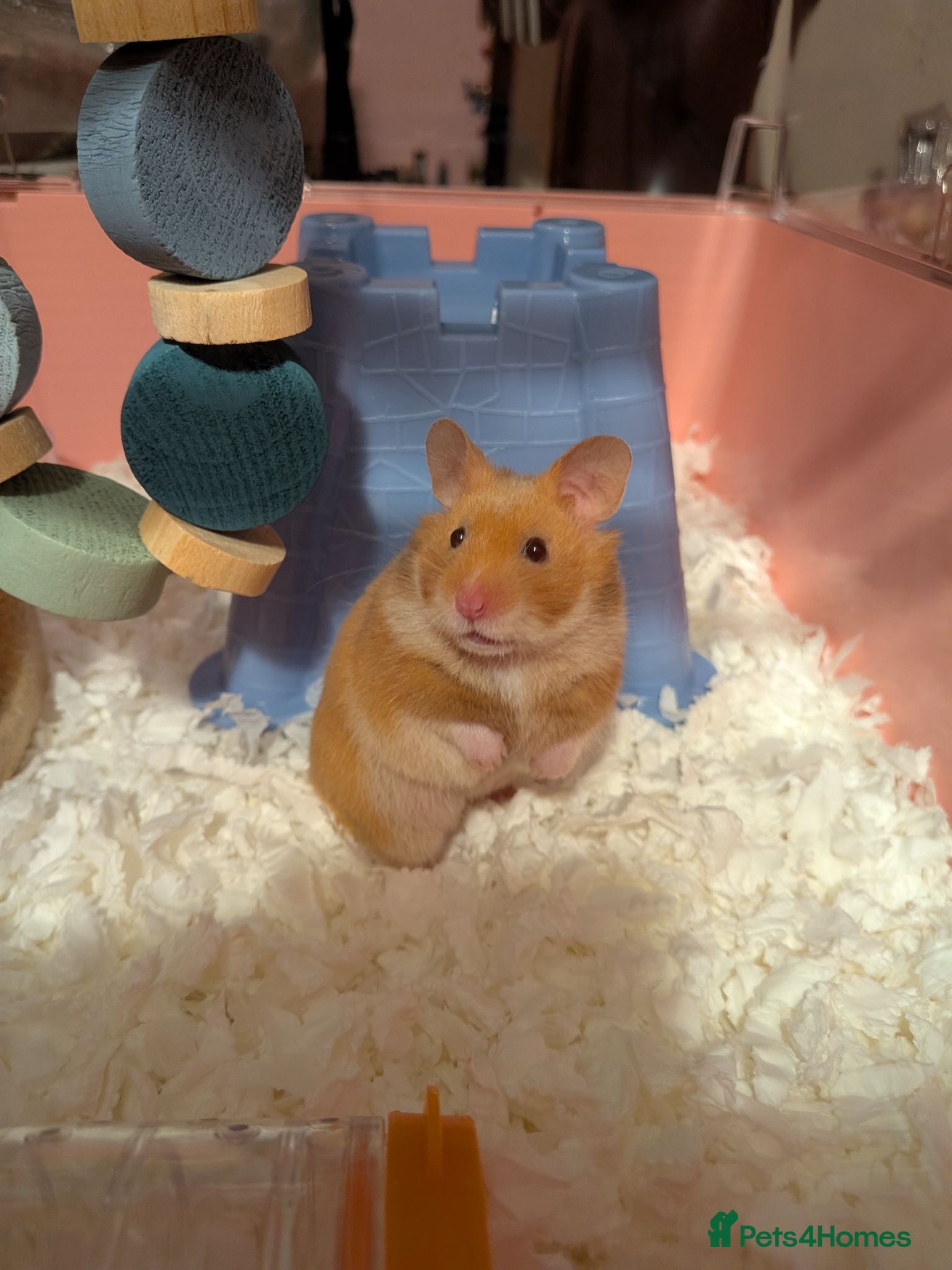 Hamster rodents Cage and Cinnamon female syrian hamster  - Advert 6
