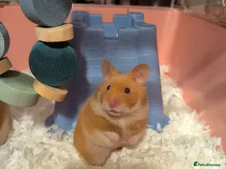 Hamster rodents Cage and Cinnamon female syrian hamster - Advert 6