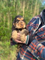 Cocker Spaniel dogs Health tested clear tan point show cocker puppies - Advert 1