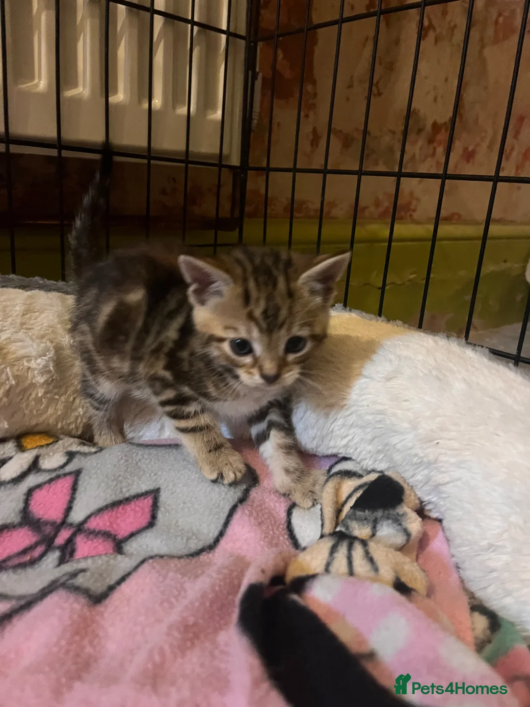 Bengal cats for sale: Beagle x  - Advert 1