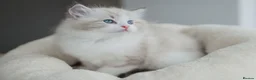 Ragdoll cats for sale: READY NOW Bicolour Lynx Ragdoll kittens - Advert 35