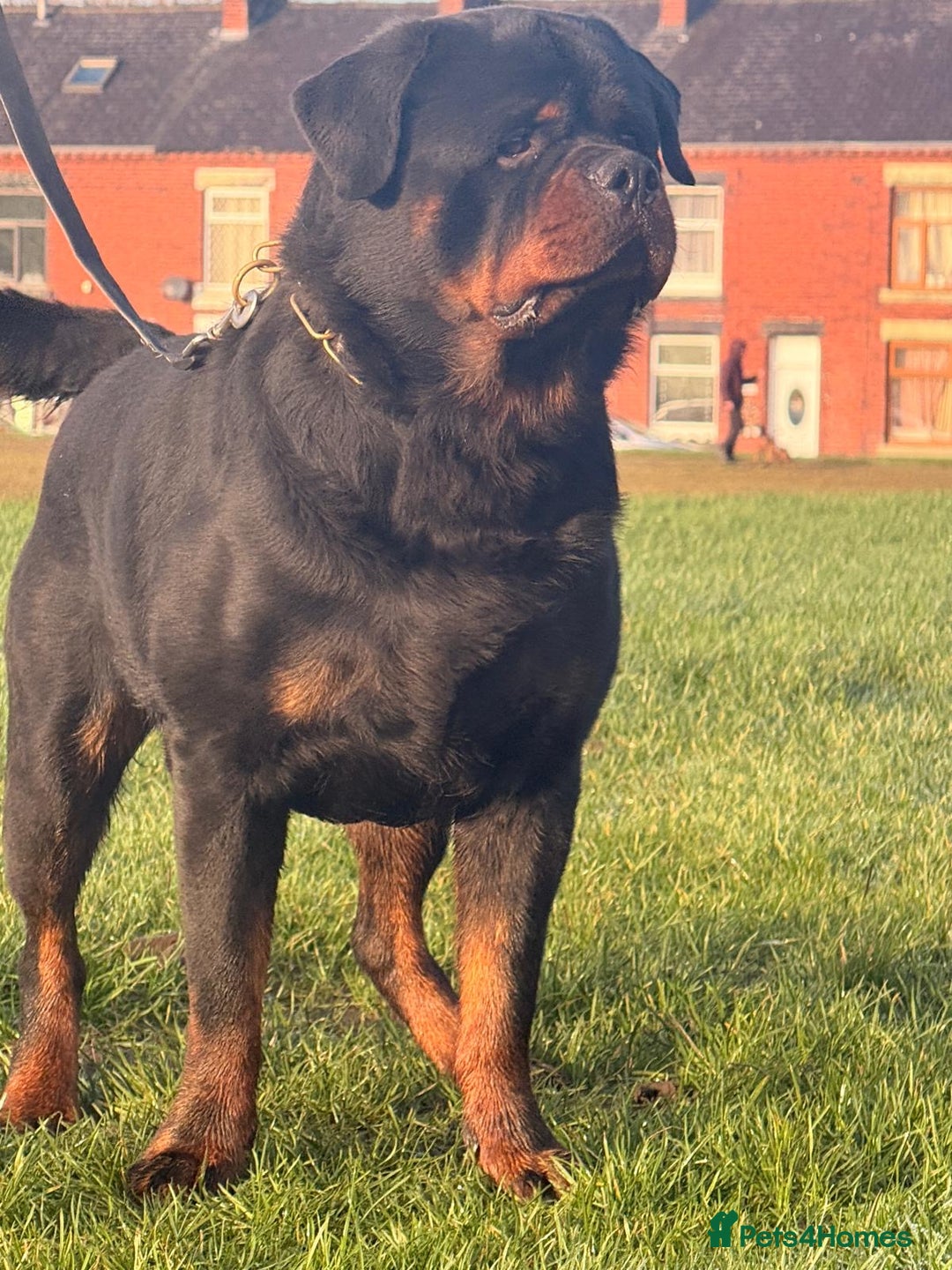 Rottweiler dogs for stud: Top quality health tested kc male German X serbian - Advert 21