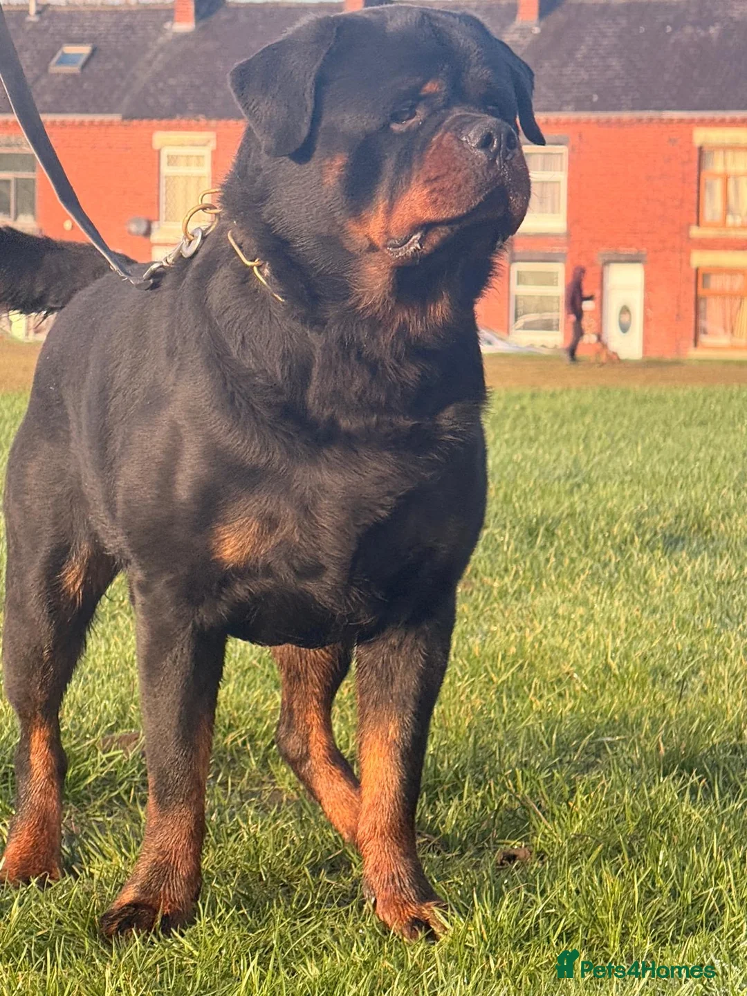 Rottweiler dogs for stud: Top quality health tested kc male German X serbian - Advert 26