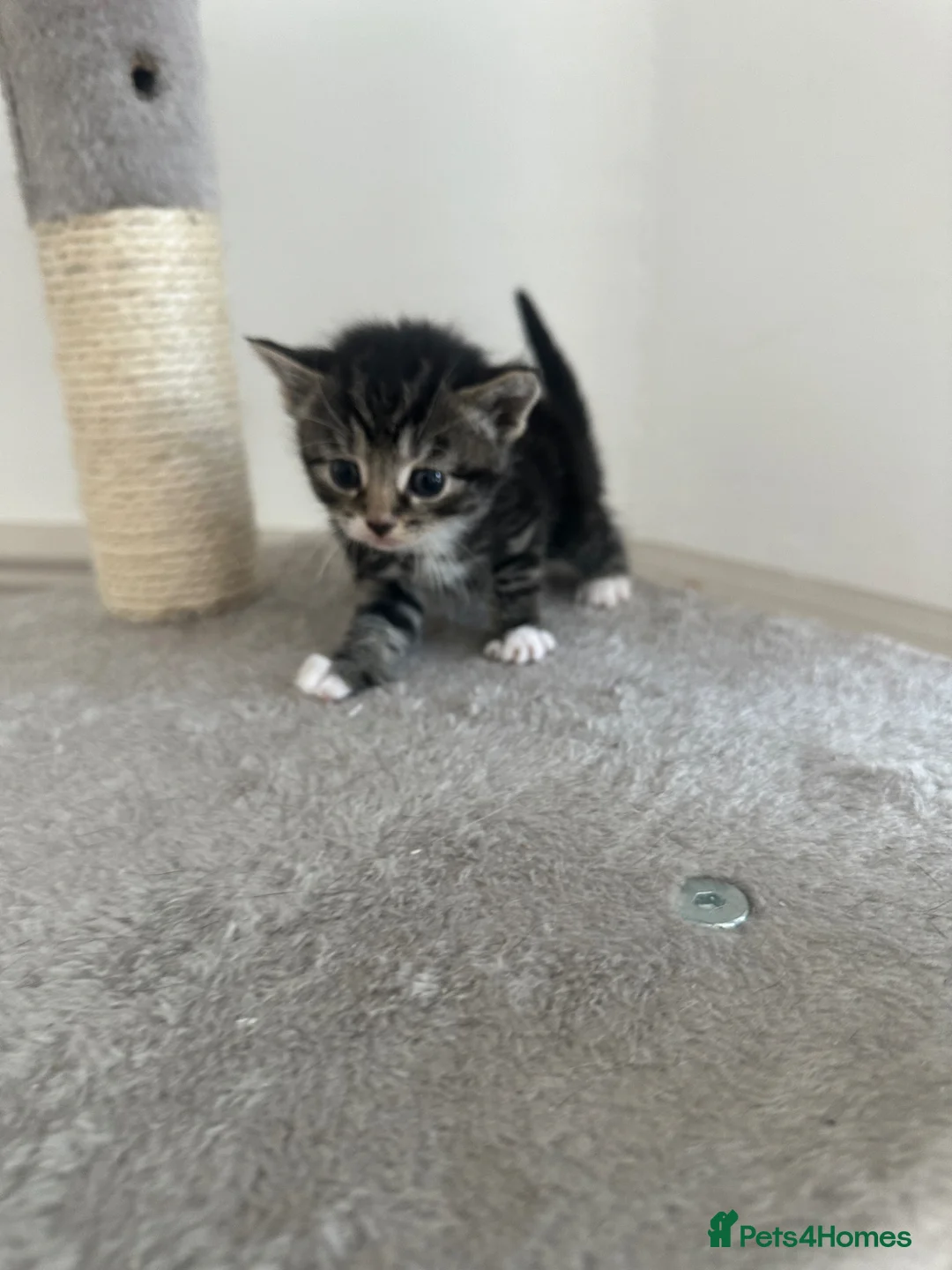 Mixed Breed cats for sale: 3 females ready in 4 weeks time. - Advert 2