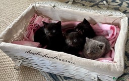 Domestic Shorthair cats for sale: Beautiful Kittens for sale  - Image 2