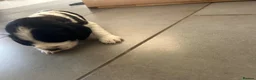 Cocker Spaniel dogs for sale: COCKER SPANIEL PUPPIES  - Advert 28