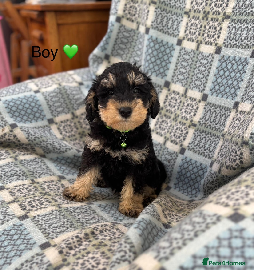 Mixed Breed dogs for sale: F1 MINI SCHNOODLE PUPPIES  - Image 11