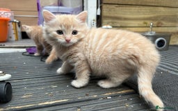 Bengal cats for sale: Bengal Mixed Litter - 2 Ginger & 1 Blue/Grey - Image 34