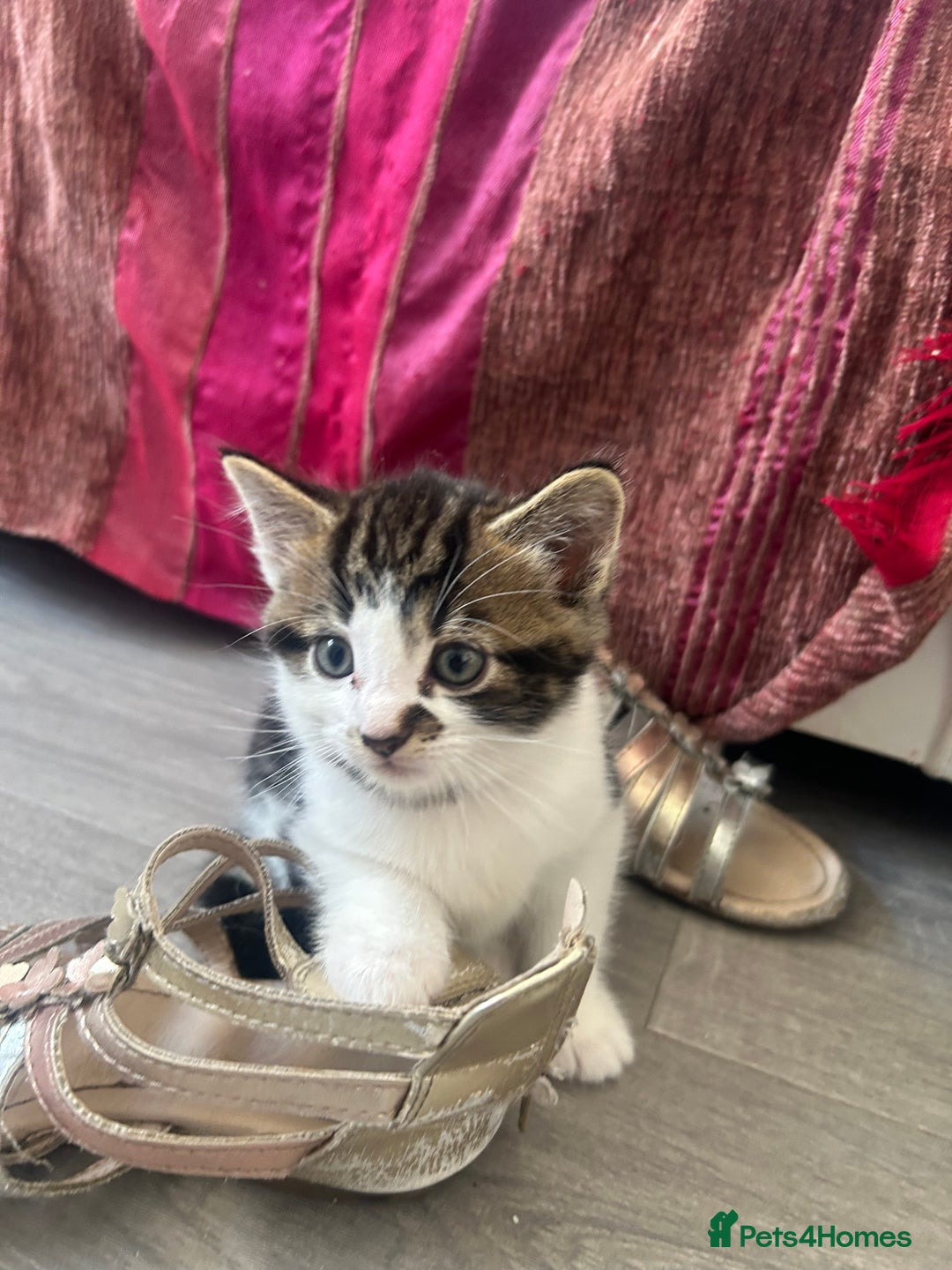 British Shorthair cats for sale: Beautiful British short hair x Maine coone kittens - Image 8
