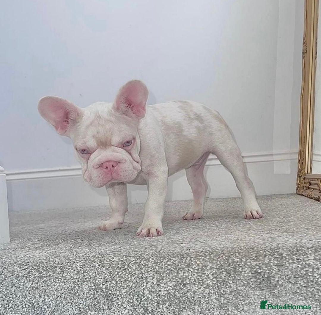 French Bulldog dogs for sale: Caramel Pink Husky Koi Male Puppy - Advert 15