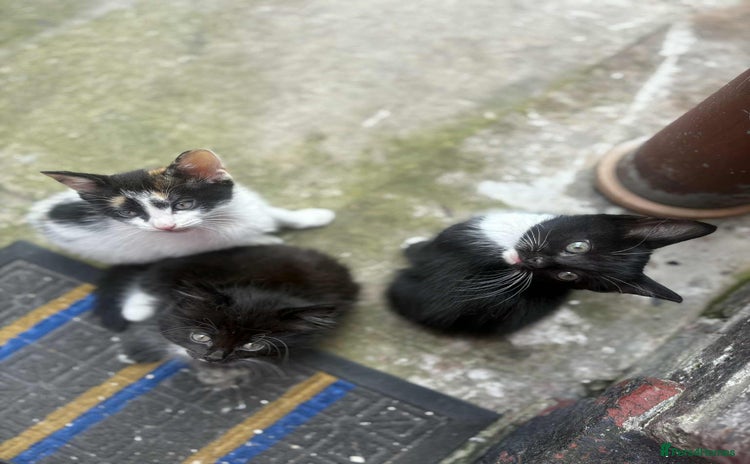 Mixed Breed cats - Advert 2
