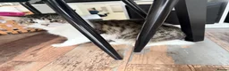 British Longhair cats for sale: Rehoming for Longhair Male Cat  - Advert 11