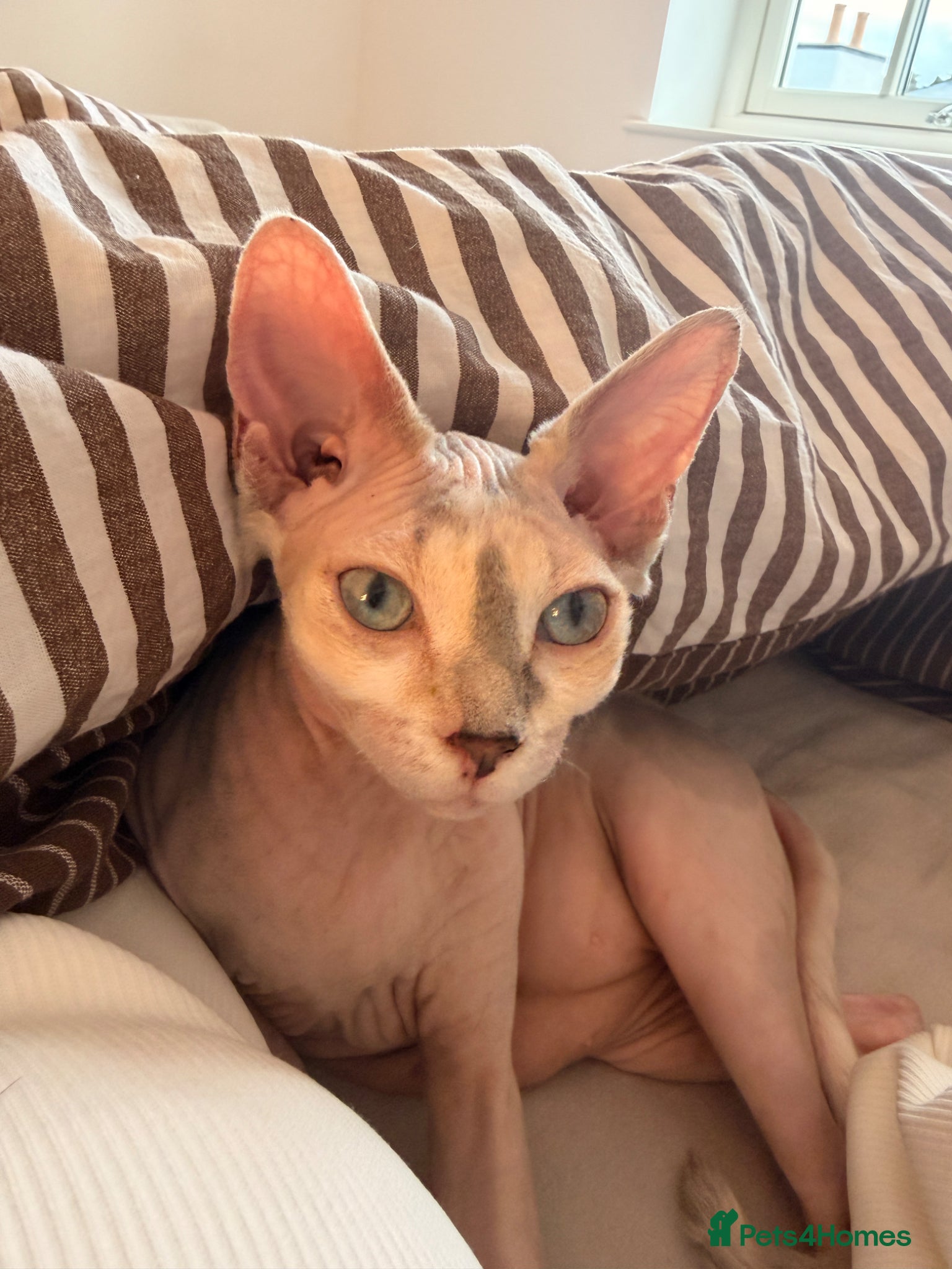 Sphynx cats Stud Sphynx - Advert 15