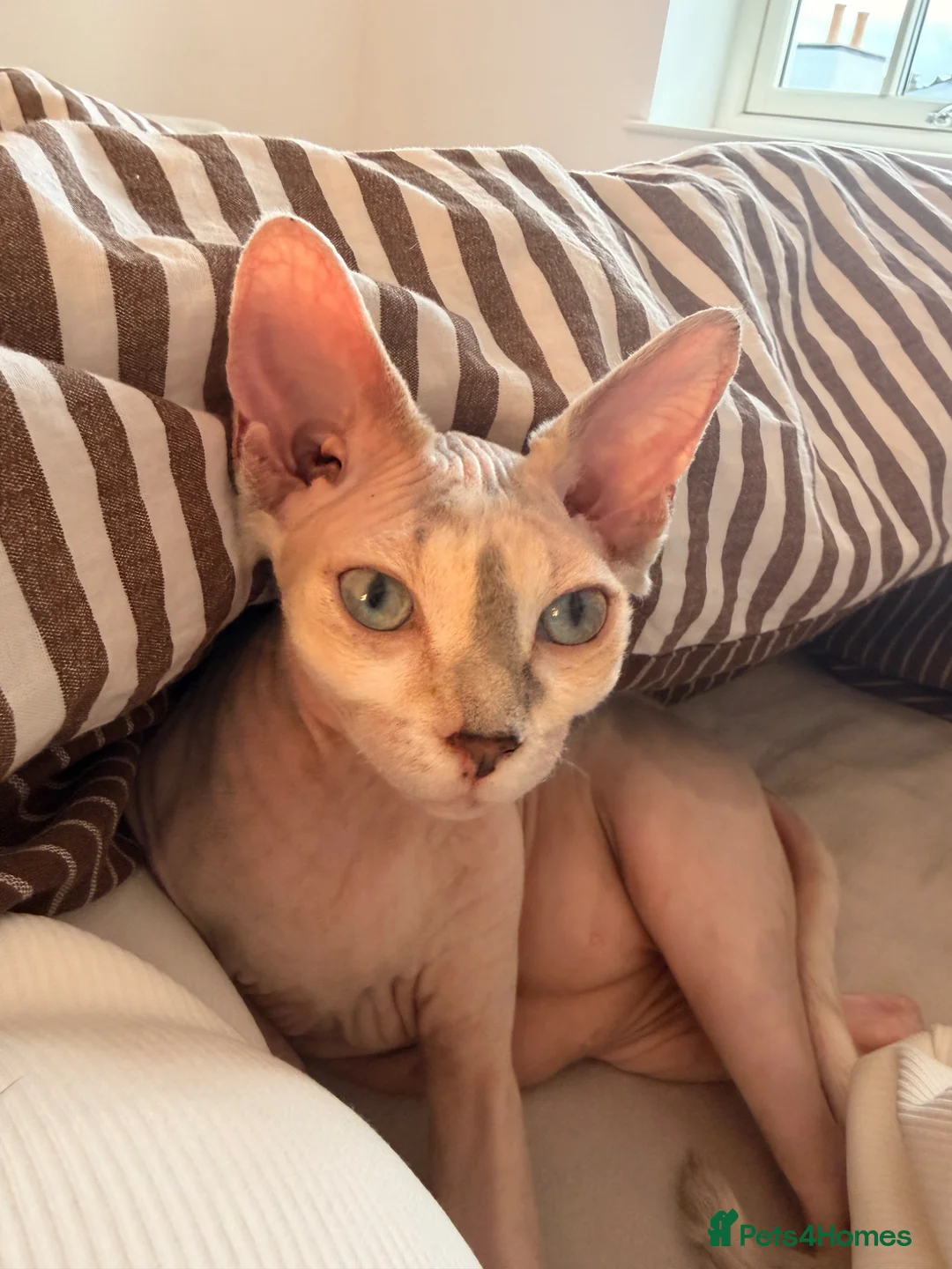 Sphynx cats for stud: Stud Sphynx - Advert 1