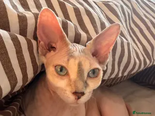 Sphynx cats Stud Sphynx - Advert 15