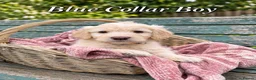 Mini Goldendoodle dogs for sale: Stunning Merle, Red & Back Mini Golden Doodles - Advert 10