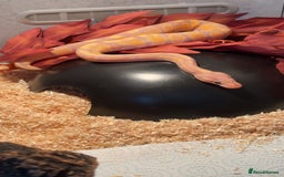 Python Snake reptiles for sale: Banana pastel ball python  - Image 5