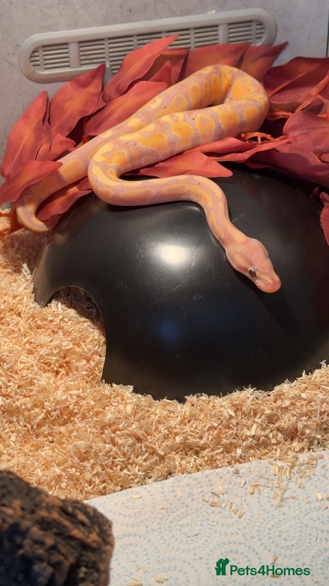 Python Snake reptiles for sale: Banana pastel ball python  - Image 5