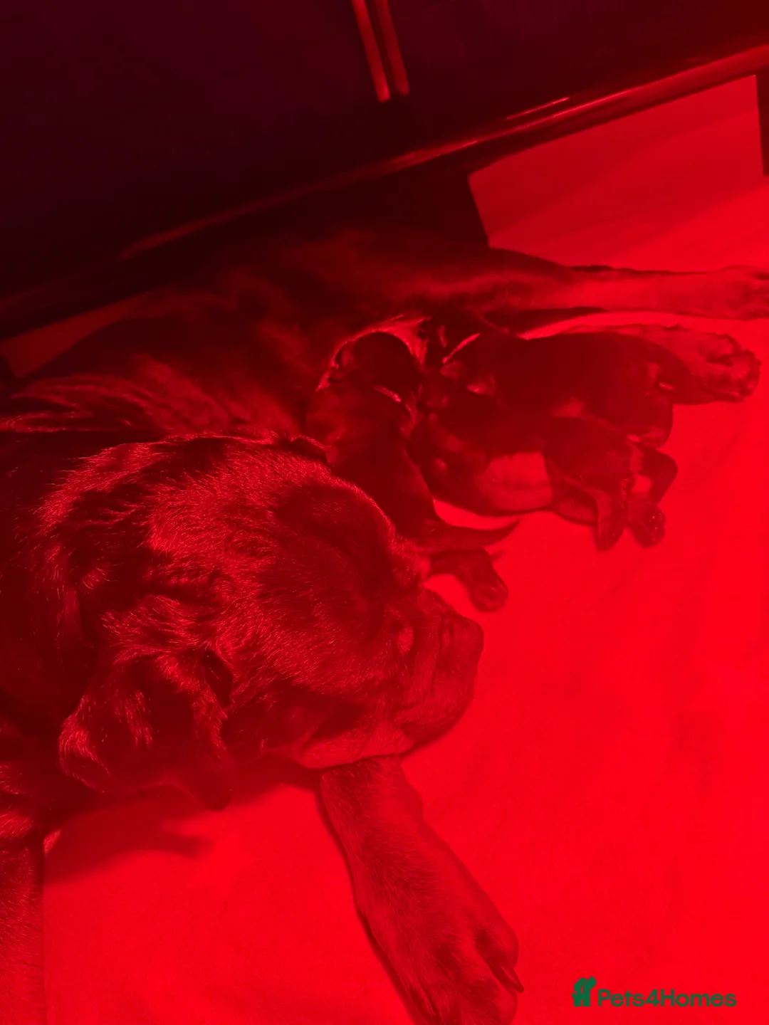 Rottweiler dogs for sale: Two Rottweiler puppies left to reserve!  - Advert 20