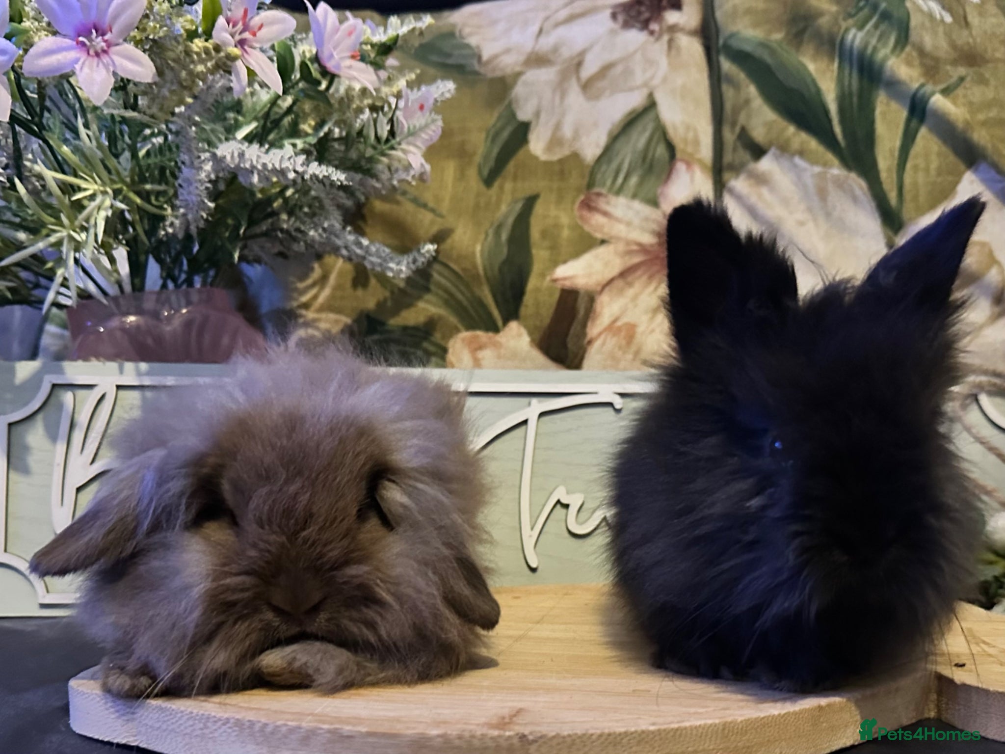 Mini Lion Lop rabbits Baby lionlop and lion head  - Advert 1