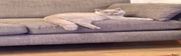 British Shorthair cats for sale: Pedigree British shorthair  in Northampton - Advert 6