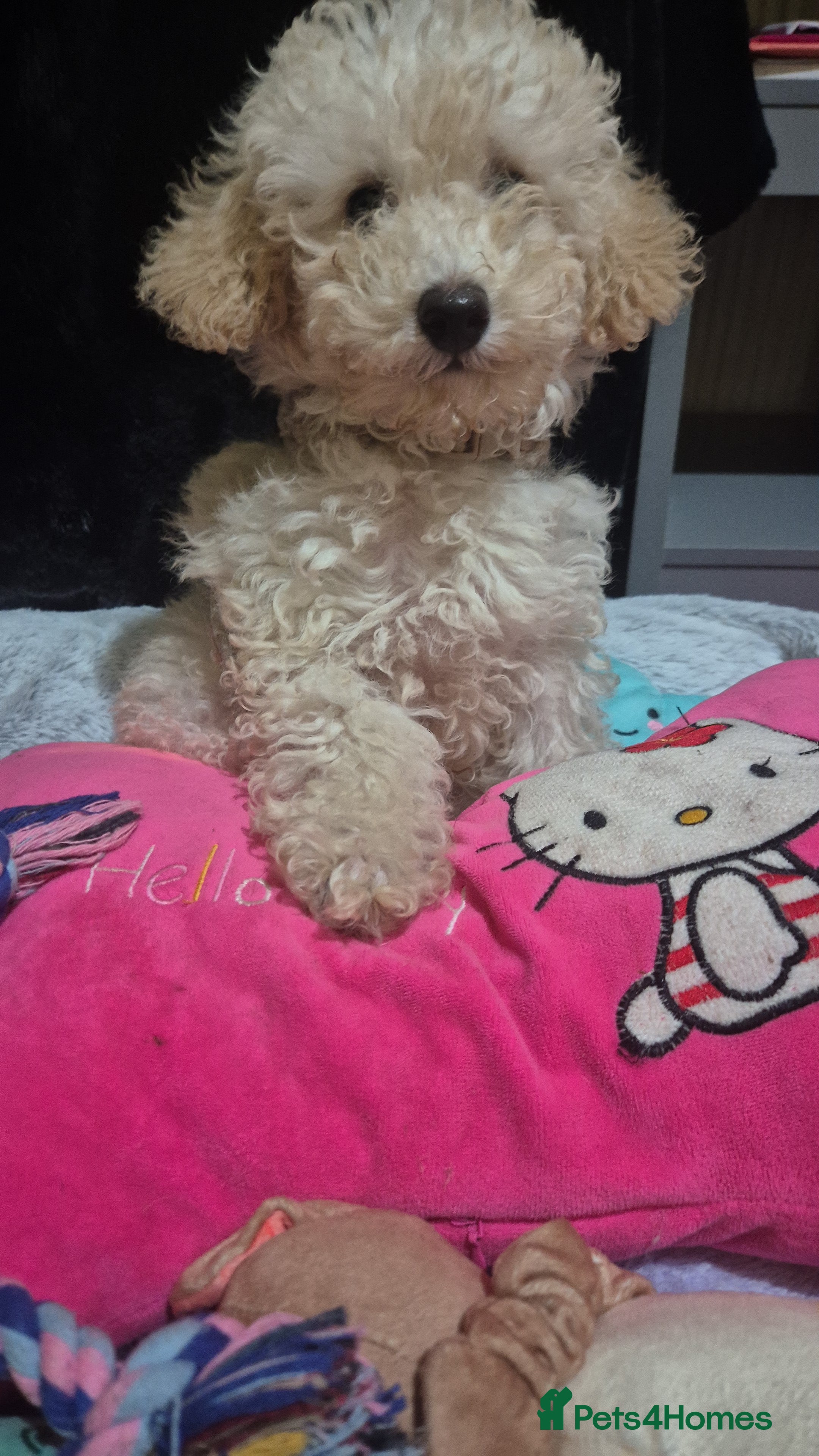 Maltipoo dogs Maltipoo Baby Boy 🥰 - Advert 9