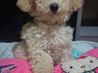 Maltipoo dogs Maltipoo Baby Boy 🥰 - Advert 10