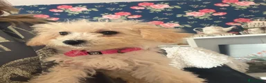 Poochon 2