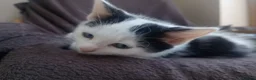 Ragdoll cats for sale: Adorable Ragdoll/Chinchilla Persian kitten  - Advert 21