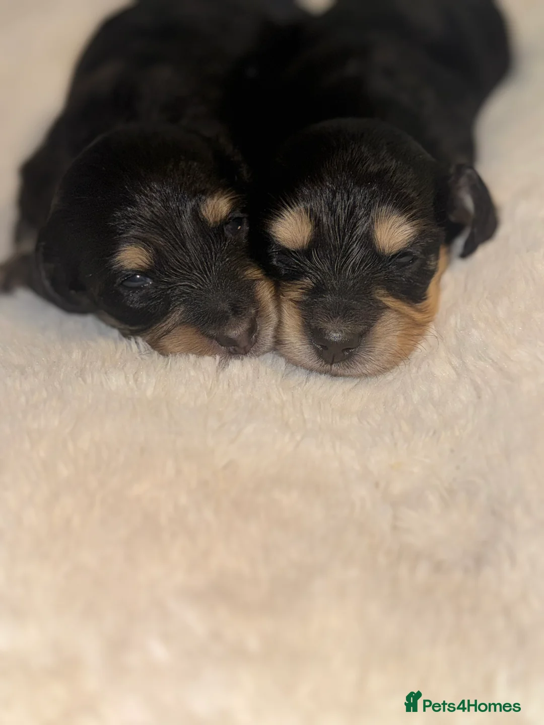 Miniature Dachshund dogs for sale: KC MINIATURE LONG HAIR PUPPYS, CREAM/BLACK & CREAM - Advert 12