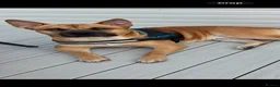 Mixed Breed dogs for sale: Max needs a new home  - Advert 2