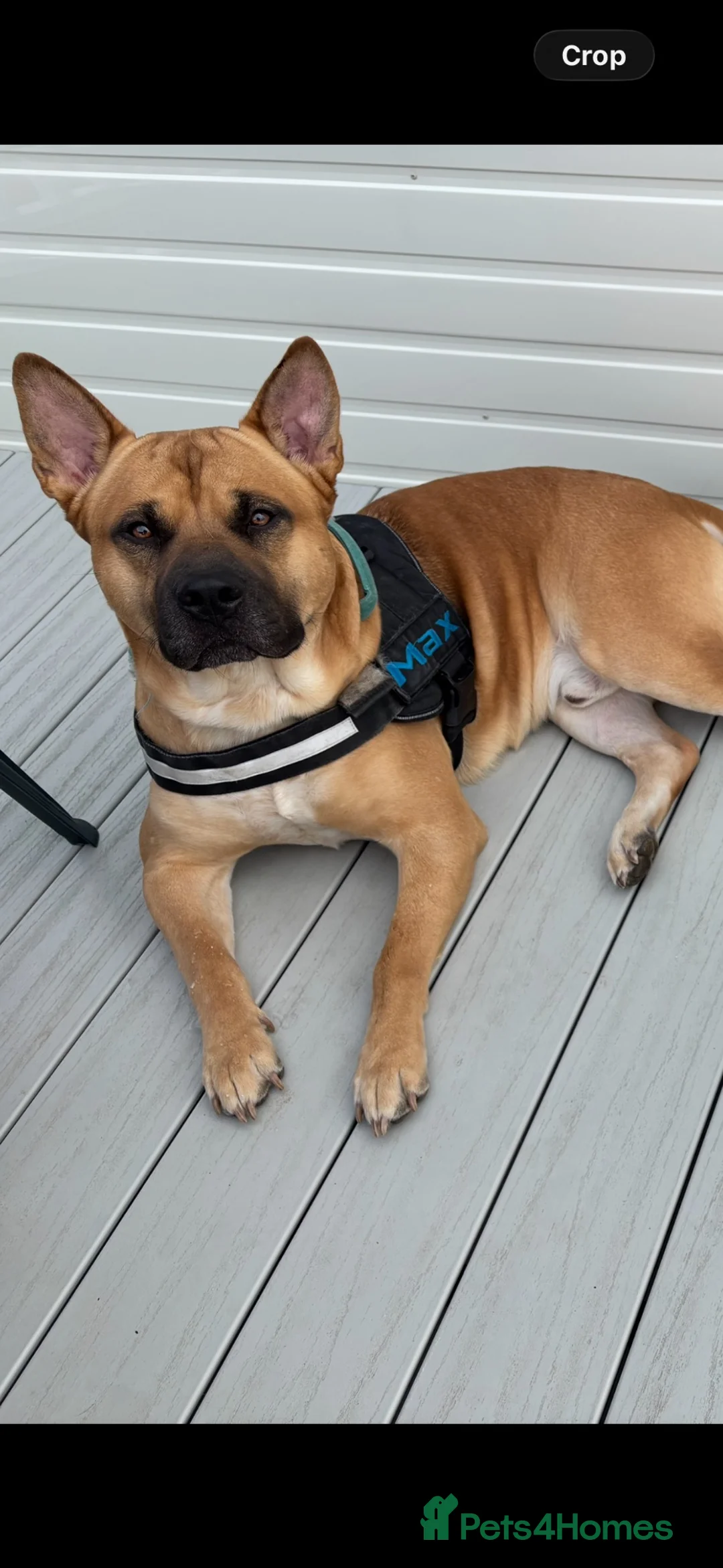 Mixed Breed dogs for sale: Max needs a new home  - Advert 2