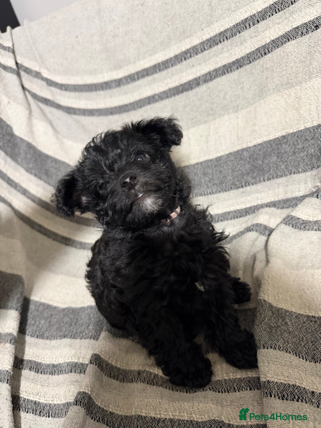 Yorkiepoo dogs for sale: Yorkiepoo puppies for sale. - Advert 15