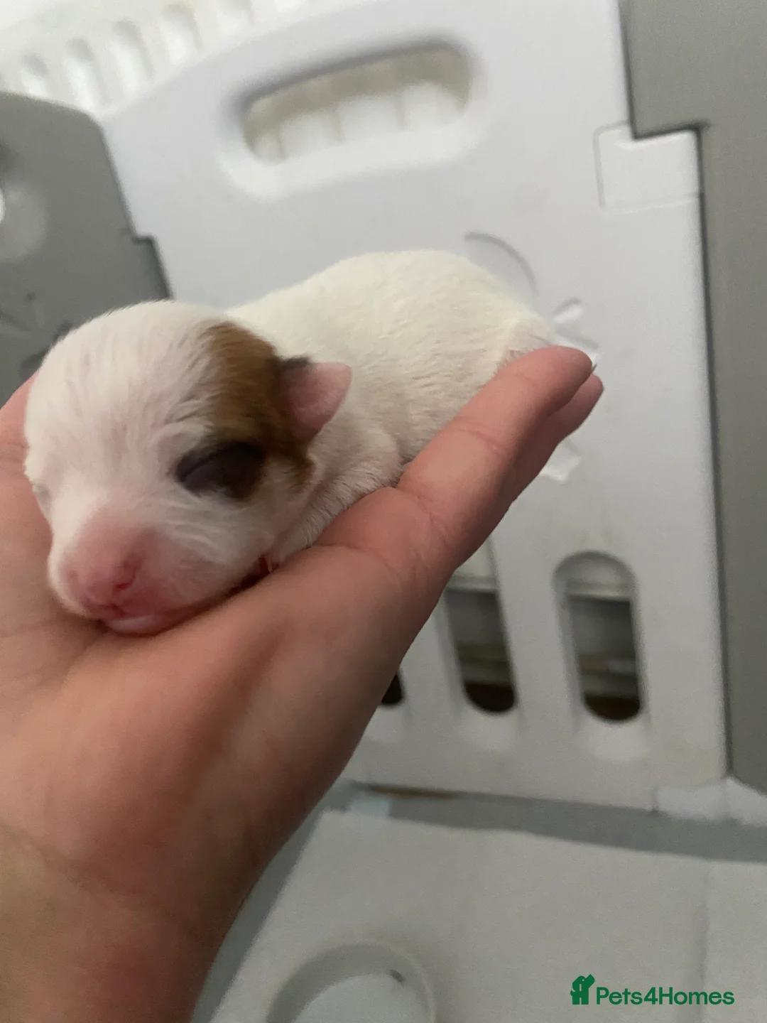 Jack Chi dogs for sale: 3/4 Chihuahua 1/4 Jack Russell puppies  - Advert 16