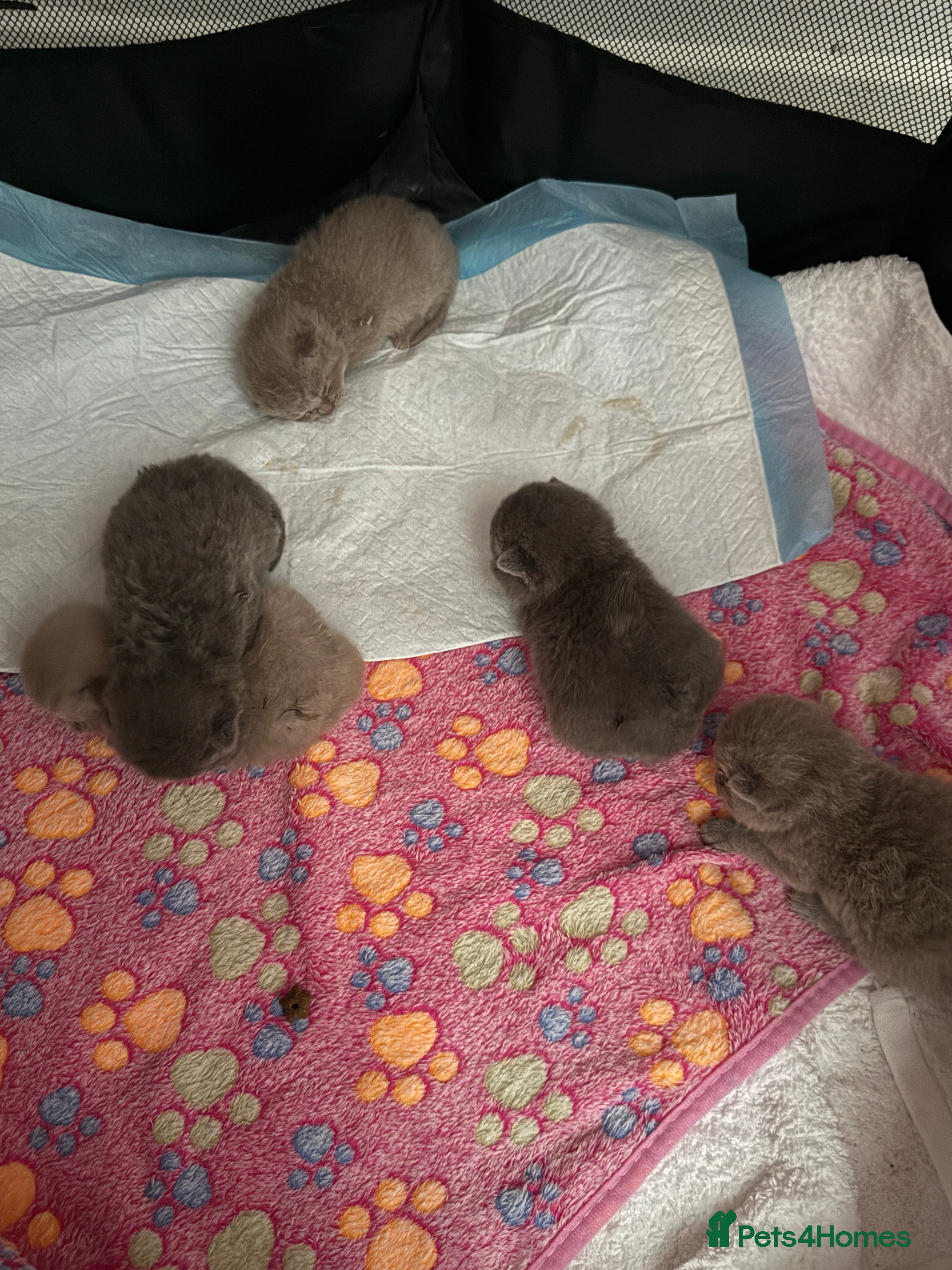 British Shorthair cats 5 beautiful BSH Blue & Lilic TICA registered  - Advert 2
