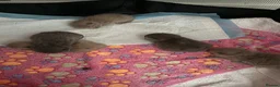 British Shorthair cats for sale: 5 beautiful BSH Blue & Lilic TICA registered  - Advert 7