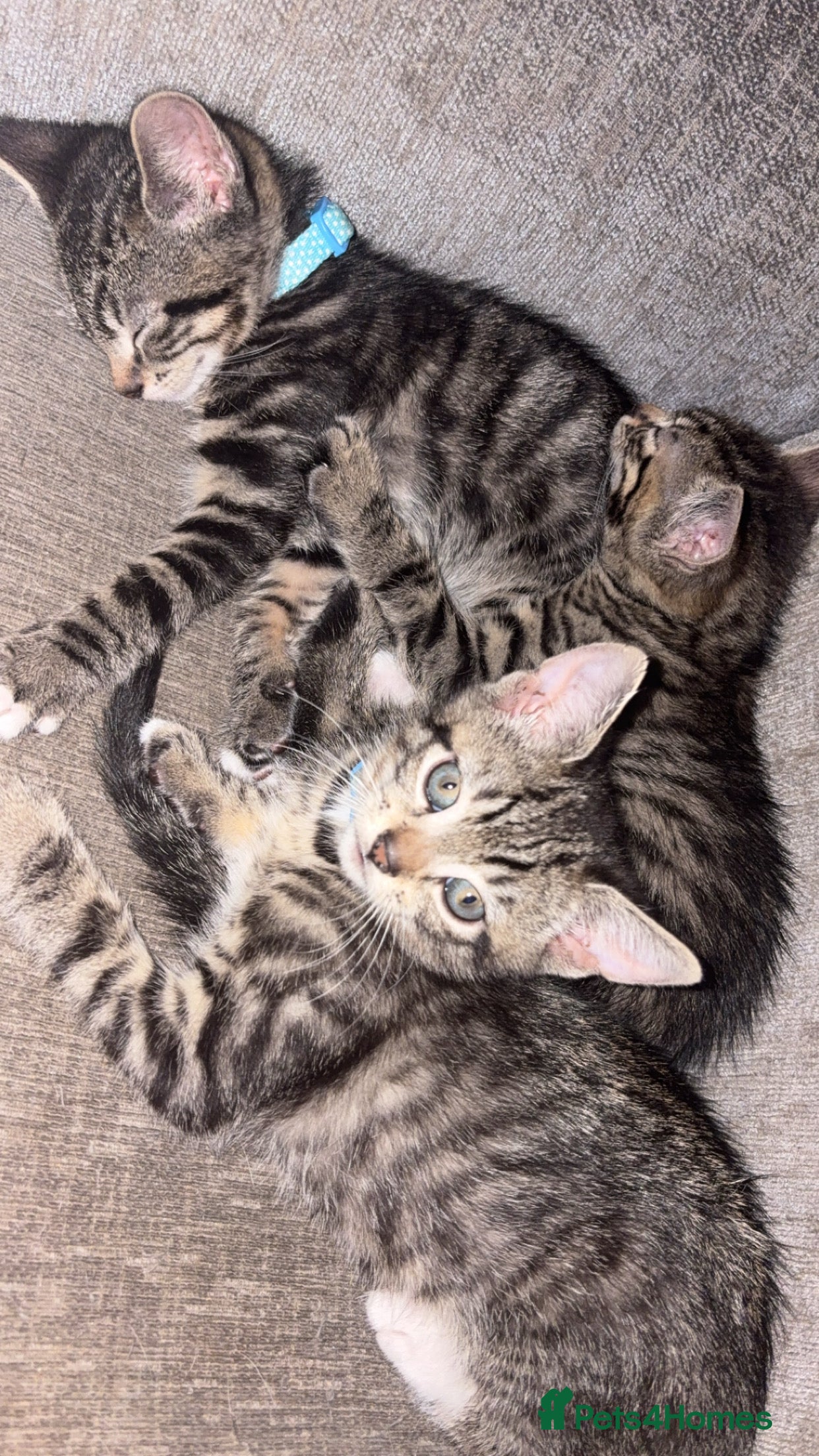 American Shorthair cats 3 Male Kittens looking for their forever home - Advert 1