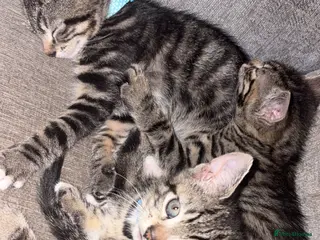 American Shorthair cats 3 Male Kittens looking for their forever home - Advert 3