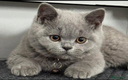 British Shorthair cats for sale: OUTSTANDING🏆PEDIGREE🎖CH SIRED in Dudley - Image 14