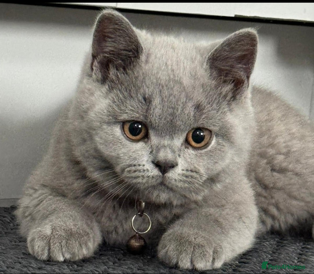 British Shorthair cats for sale: OUTSTANDING🏆PEDIGREE🎖CH SIRED in Dudley - Image 14