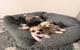 Chihuahua dogs for sale: 1 Female Chihuahua left ready to leave Now! - Advert 3