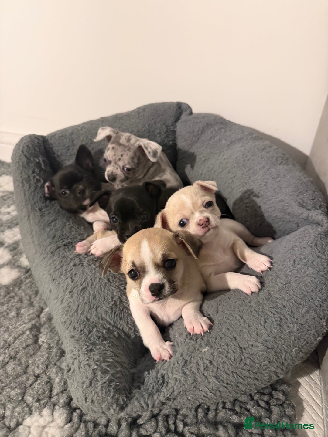 Chihuahua dogs for sale: 1 Female Chihuahua left ready to leave Now! - Advert 3