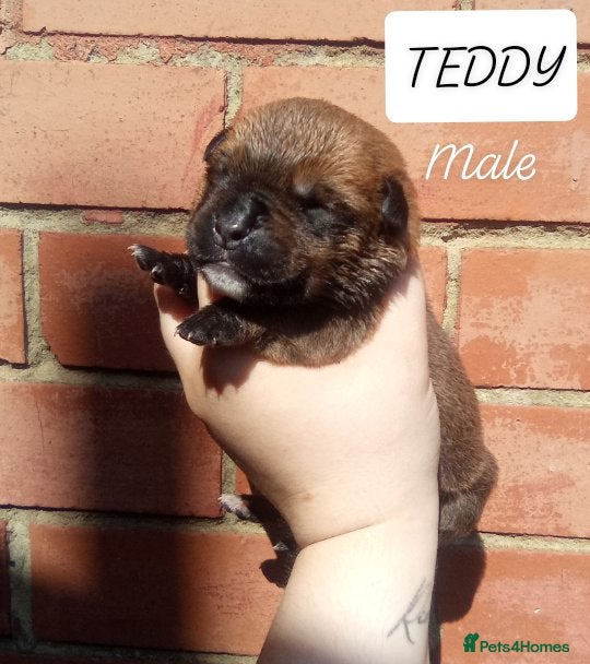 Mixed Breed dogs Bullweiller puppies  - Advert 2