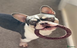 French Bulldog dogs for sale: Still looking for a new home RFG health tested boy - Image 5
