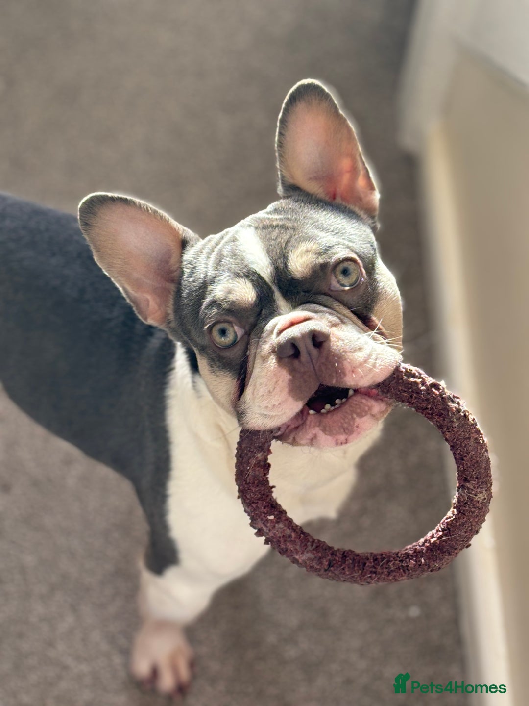 French Bulldog dogs for sale: Still looking for a new home RFG health tested boy - Image 5